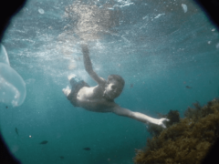 Ядовитые и опасные медузы Черного моря в Крыму